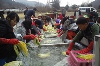 2010년김장담그기