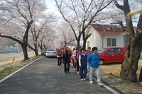 2014년 4월 벚꽃놀이