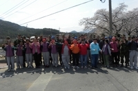 2011년 벚꽃 놀이	
